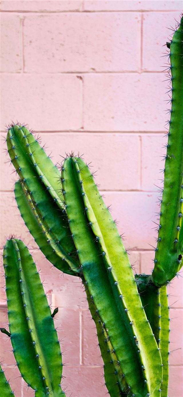 green cactus plant iPhone 11 wallpaper 