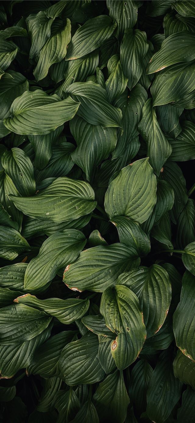 green leafed plans iPhone 11 wallpaper 