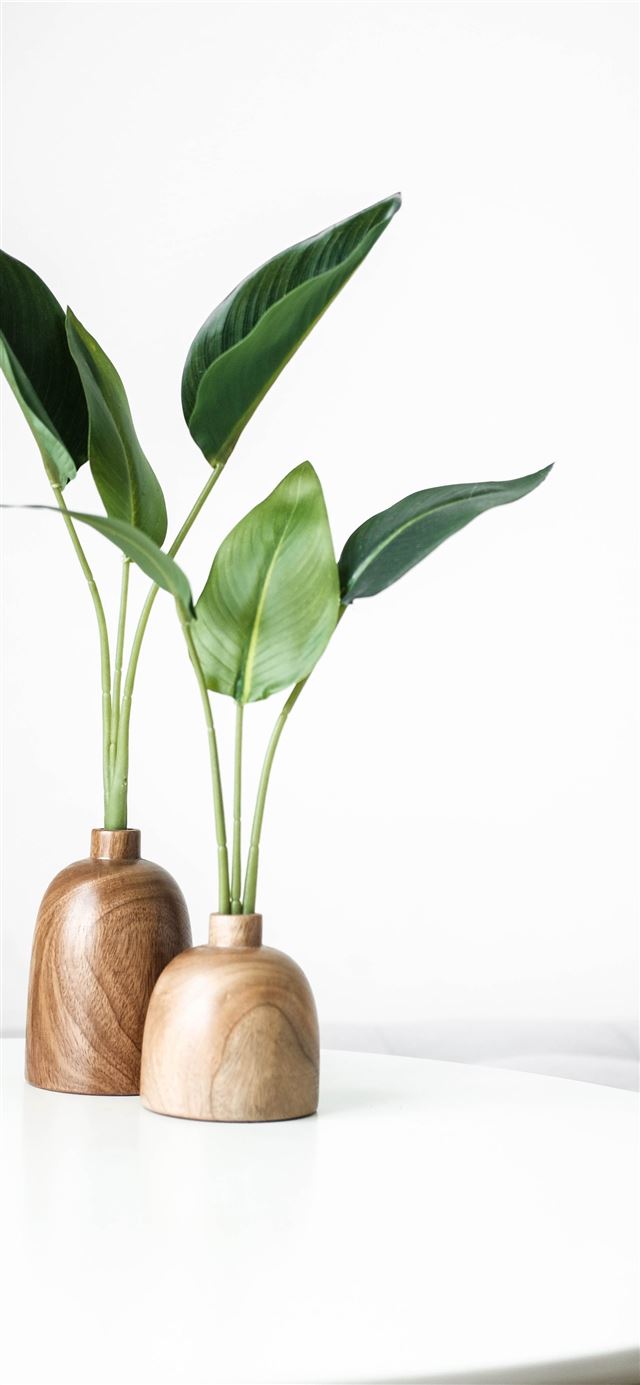 green plant on brown wooden vase iPhone 11 wallpaper 