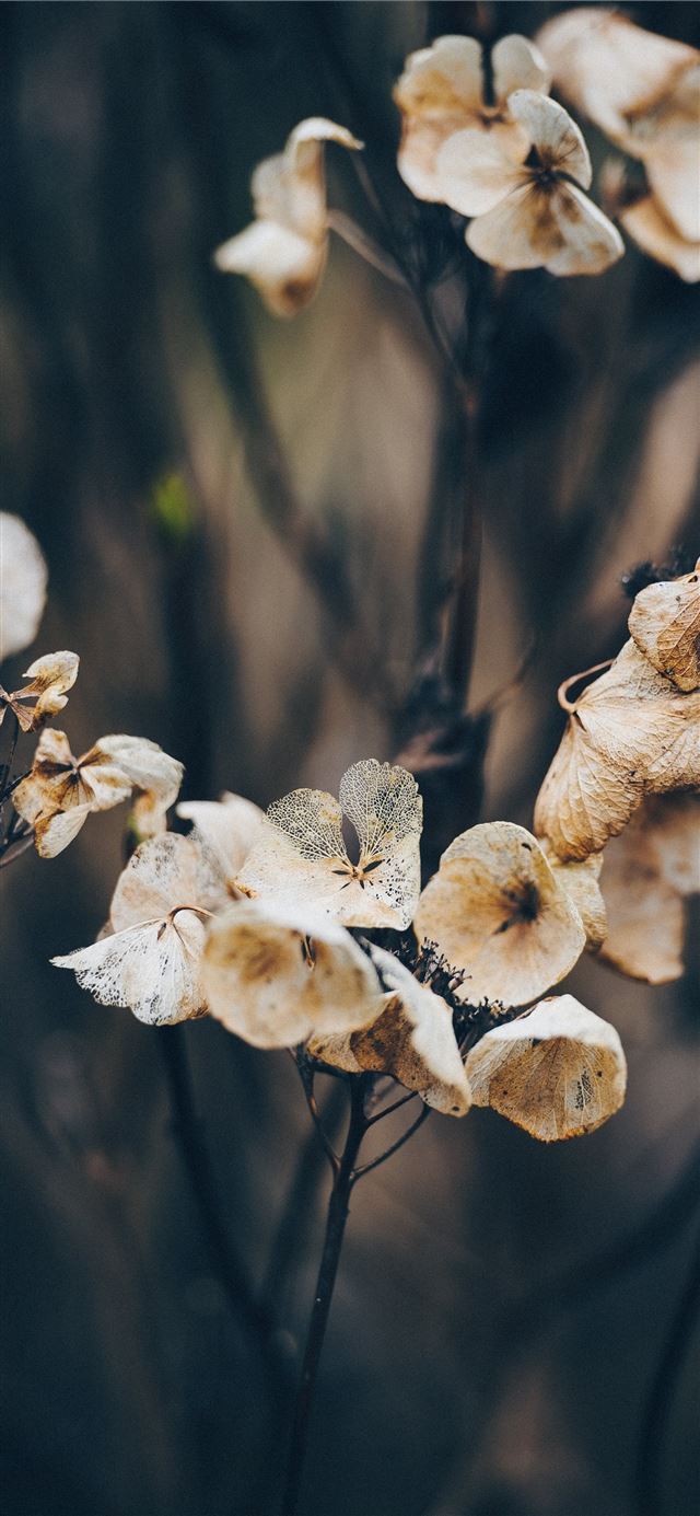 macro photography of dried flowers iPhone 11 wallpaper 
