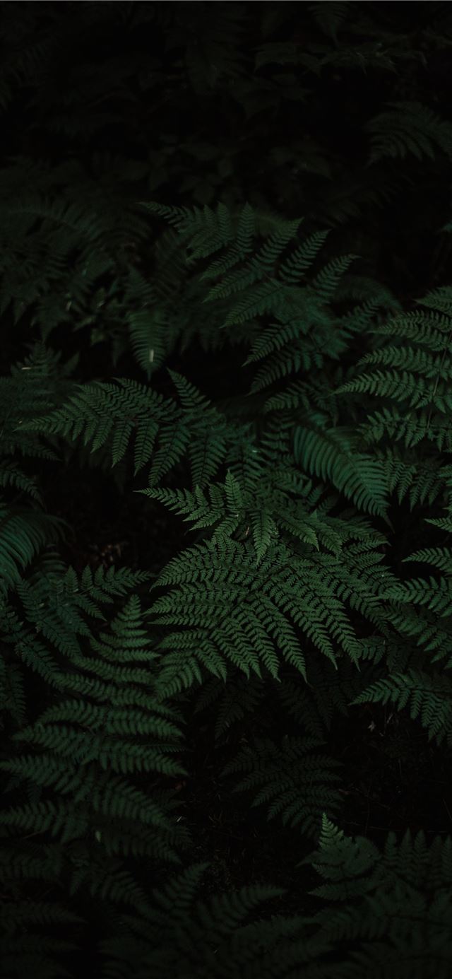 photo of Boston fern iPhone 11 wallpaper 