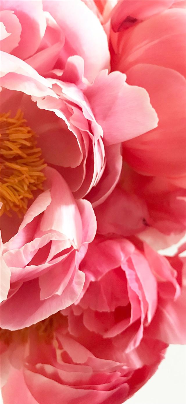 pink clustered petal flower iPhone 11 wallpaper 