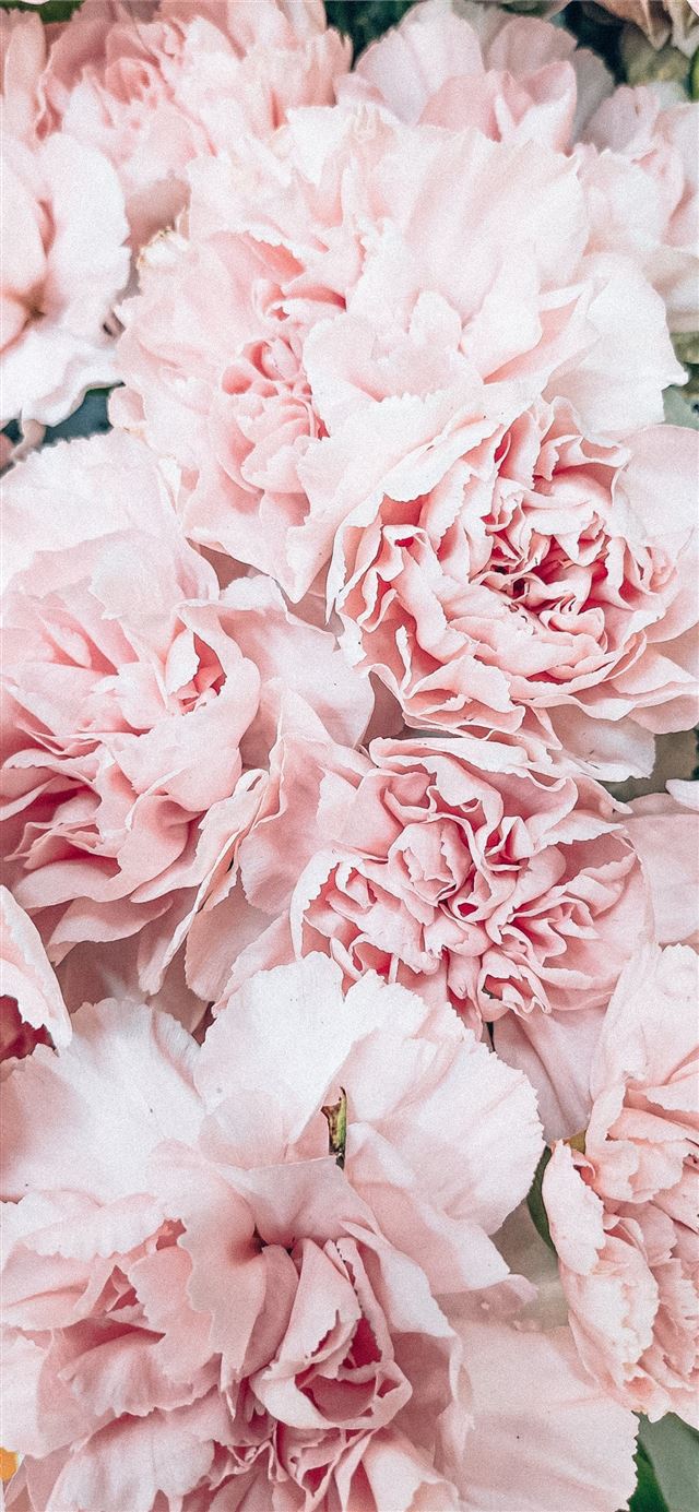pink flower in macro lens iPhone 8 wallpaper 