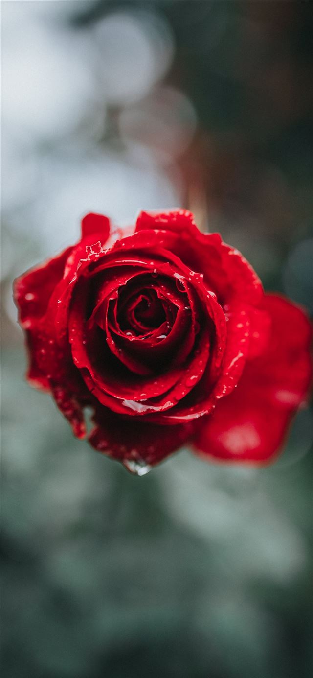 red rose in selective focus photography iPhone 8 wallpaper 