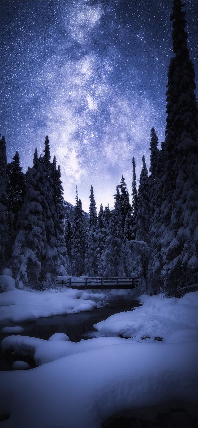 snow covered pine trees during nighttime iPhone 11 wallpaper 