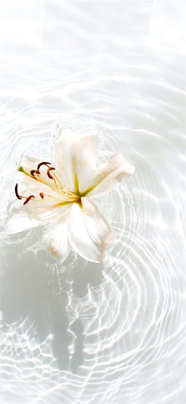 white and yellow flower on water iPhone 8 wallpaper 