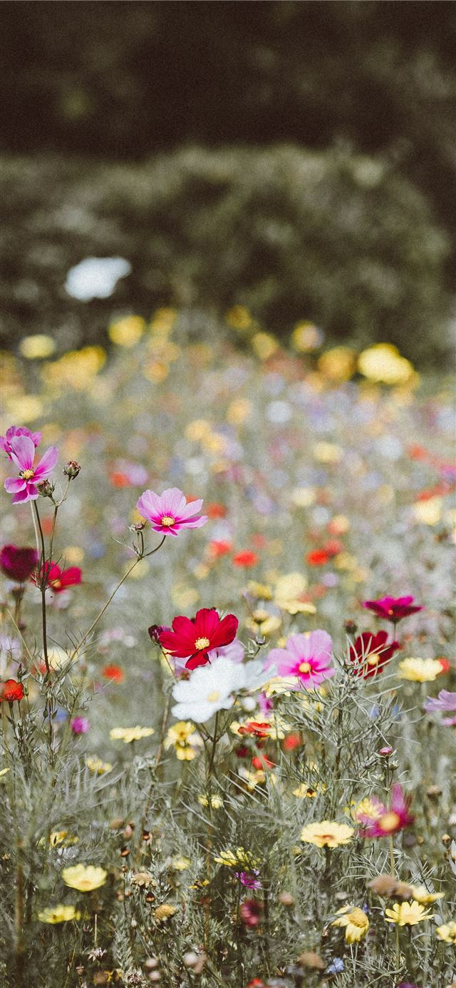 assorted color petaled flowers field iPhone 11 wallpaper 