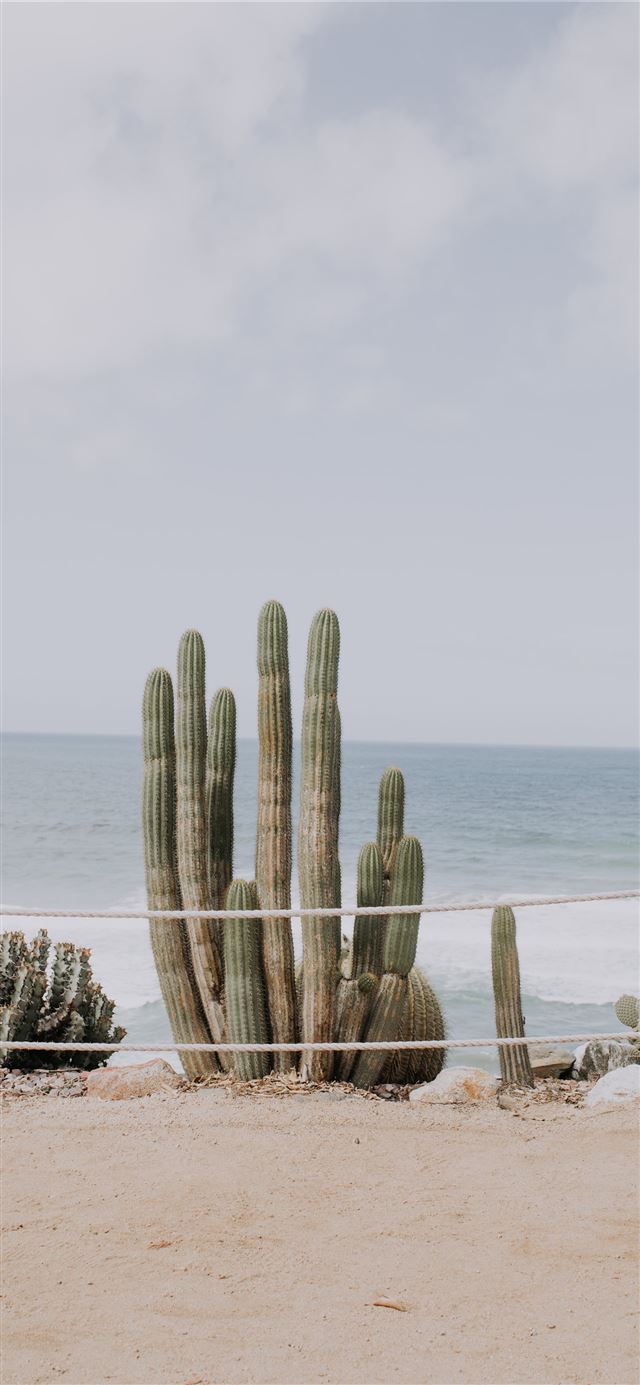cactus on shore under cloudy sky iPhone 8 wallpaper 