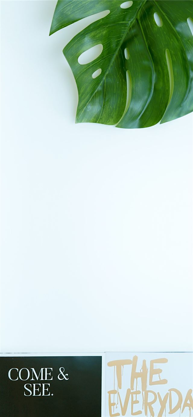 green leaf plant iPhone 11 wallpaper 