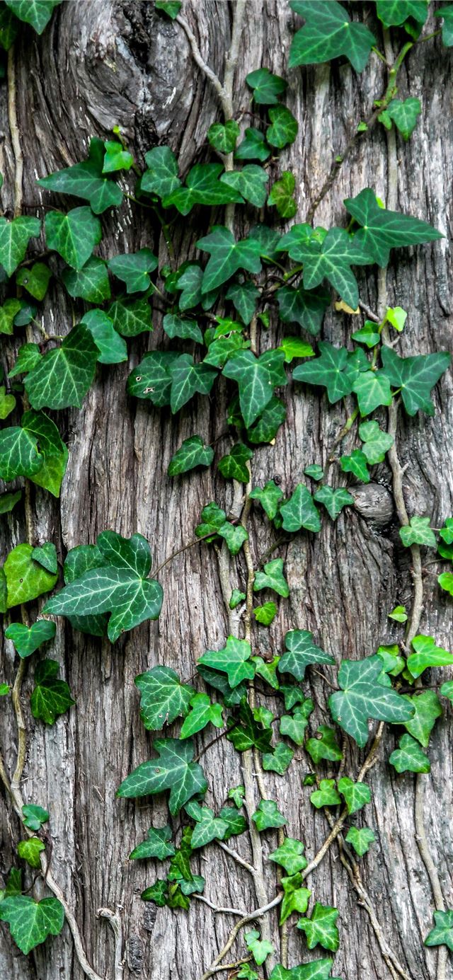 green leaves iPhone 8 wallpaper 
