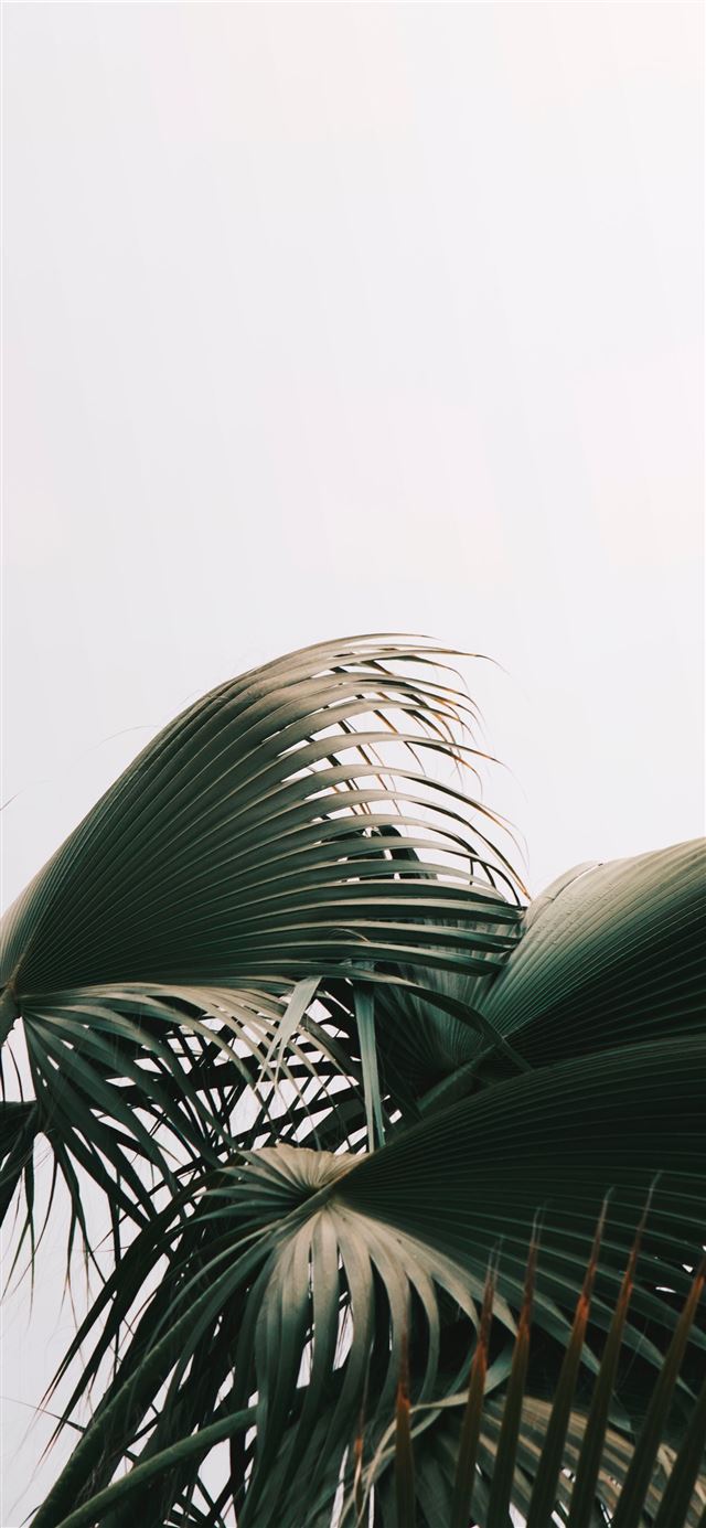 green palm tree iPhone 11 wallpaper 