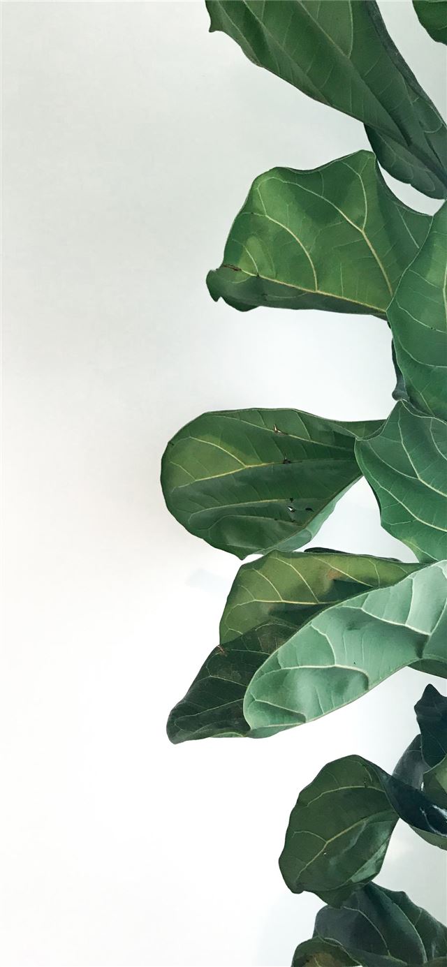 green plants iPhone 8 wallpaper 
