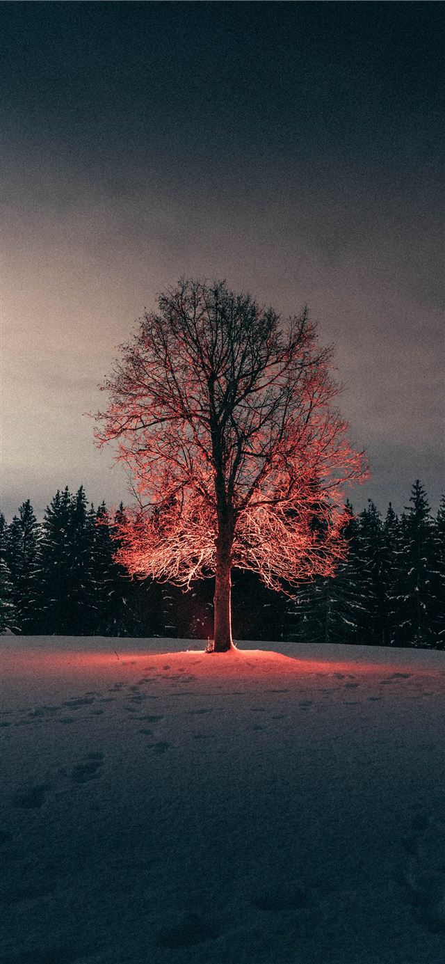 leafless tree on snow covered ground iPhone 8 wallpaper 