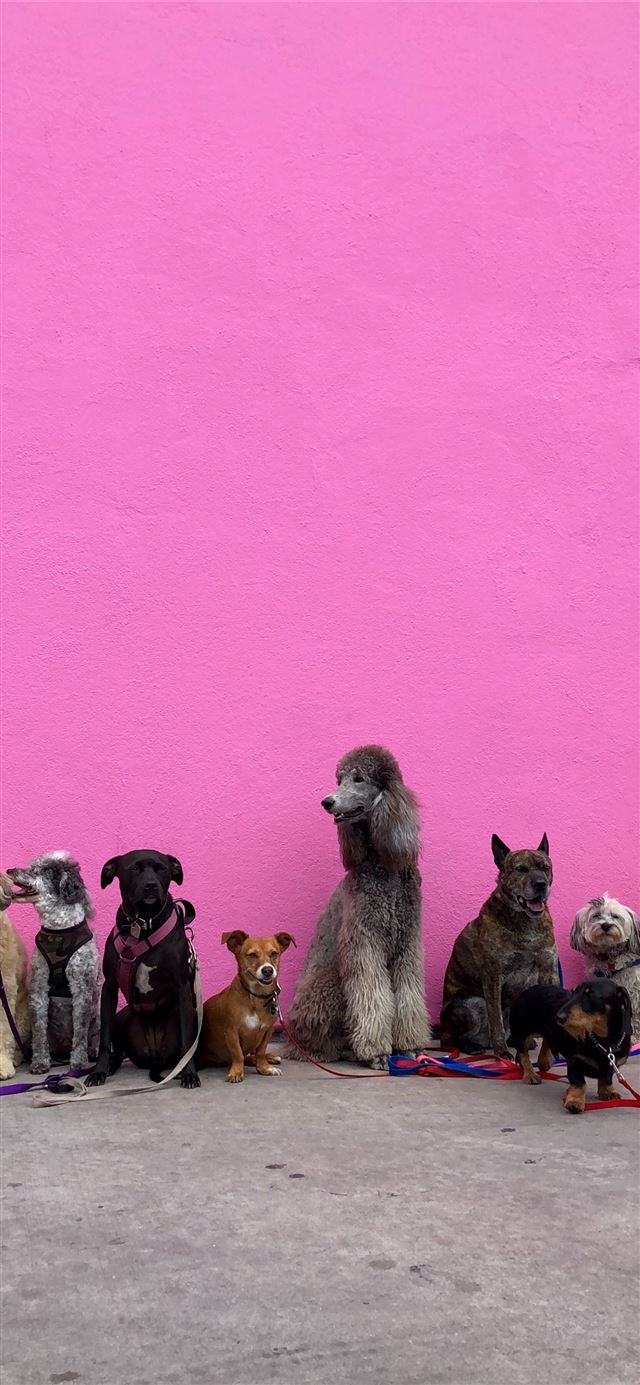 litter of dogs fall in line beside wall iPhone 11 wallpaper 