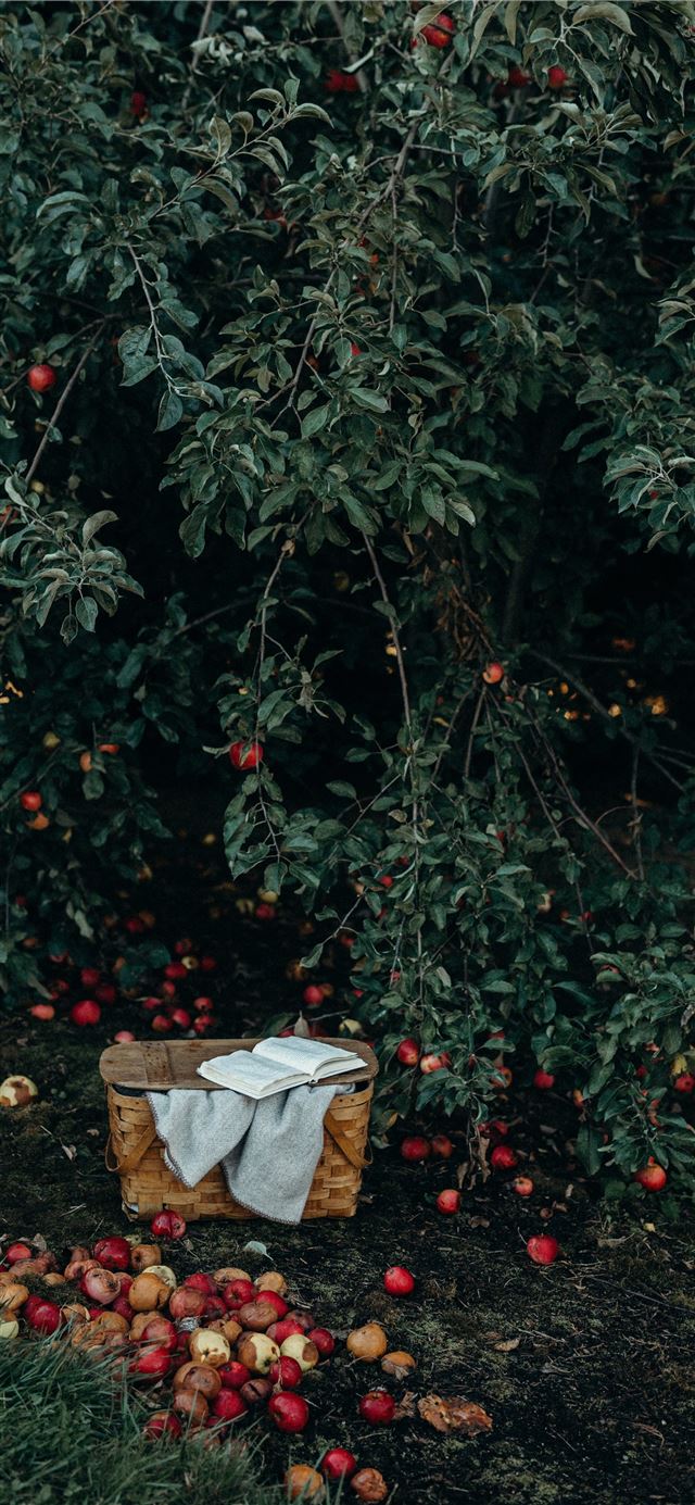 photo of basket near fruits and tree iPhone 11 wallpaper 