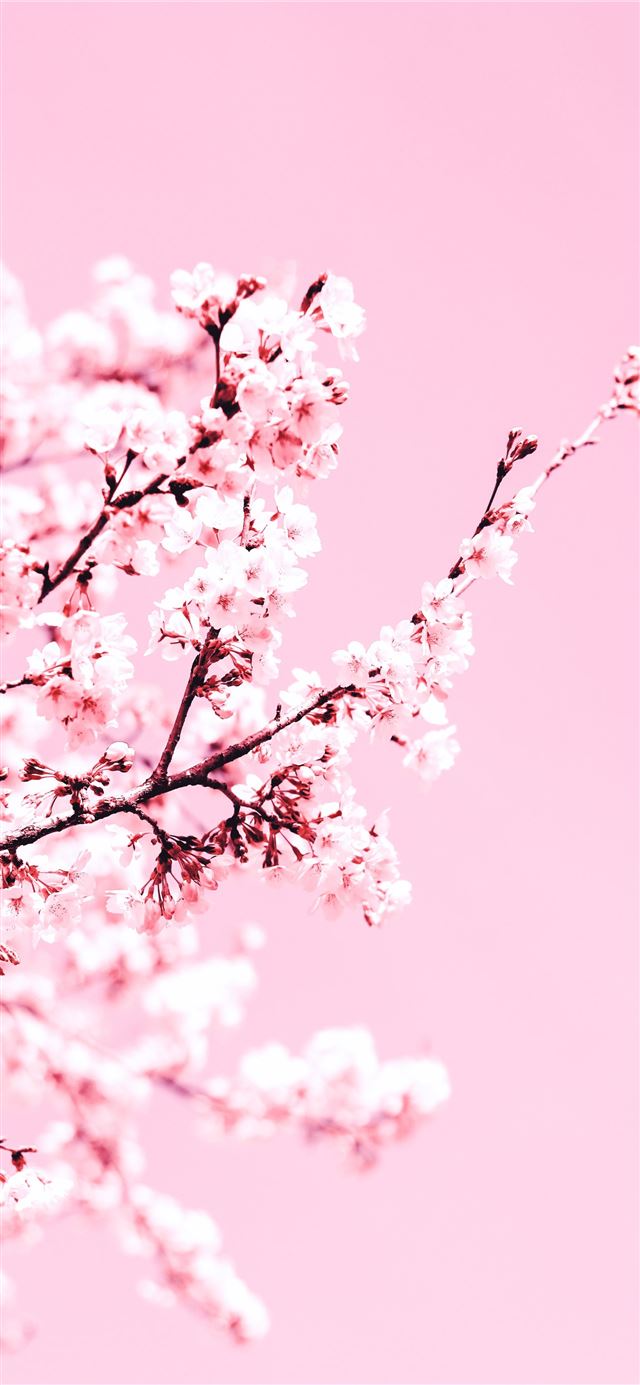 white cherry blossom tree during daytime iPhone 11 wallpaper 
