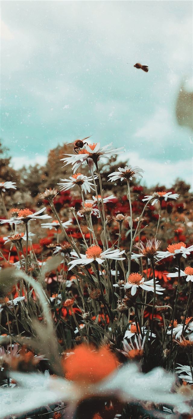white daisy flower field iPhone 11 wallpaper 
