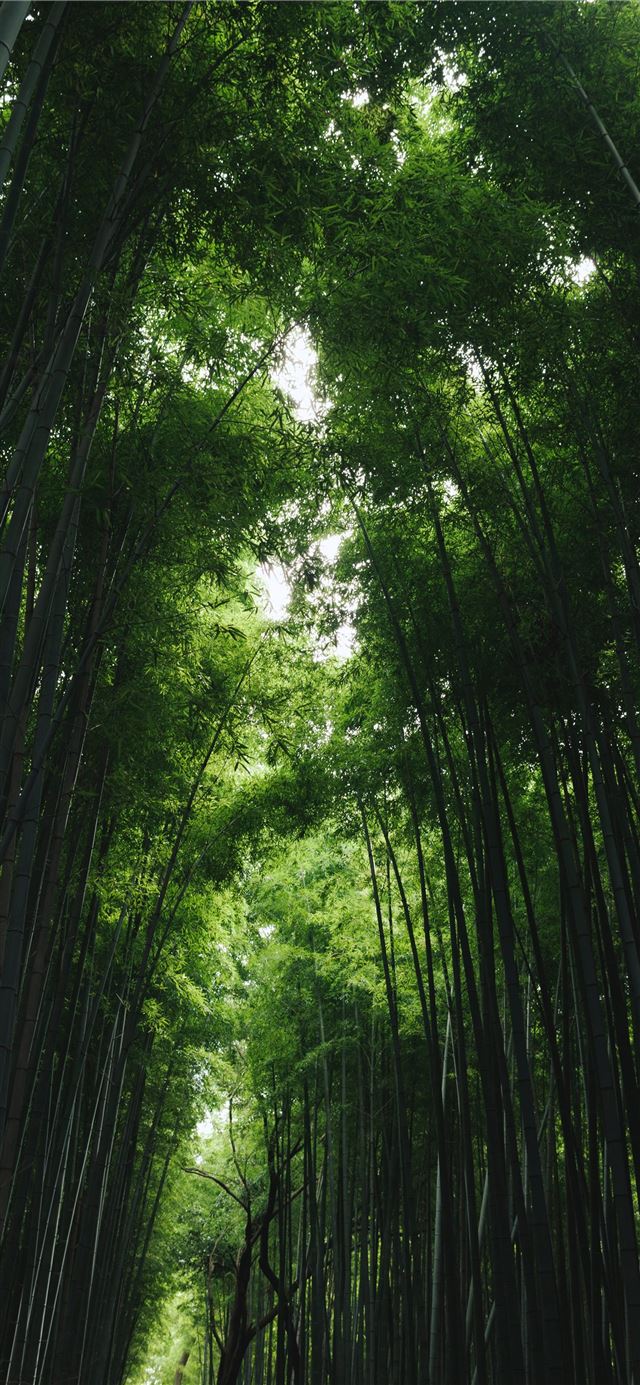 bamboo grass shed iPhone 11 wallpaper 