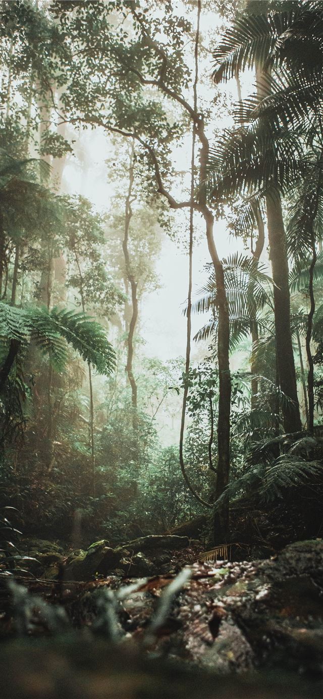 green trees on forest during daytime iPhone 11 wallpaper 