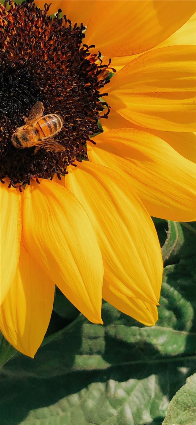 honey bee perched on yellow sunflower in closeup p... iPhone 11 wallpaper 