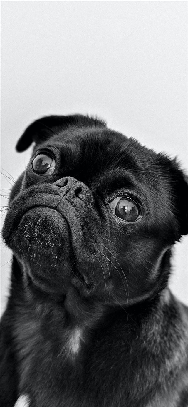 Instagram toshi dog  iPhone 11 wallpaper 