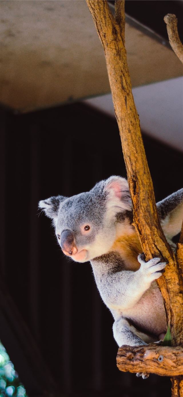 koala hanging on branch iPhone 8 wallpaper 