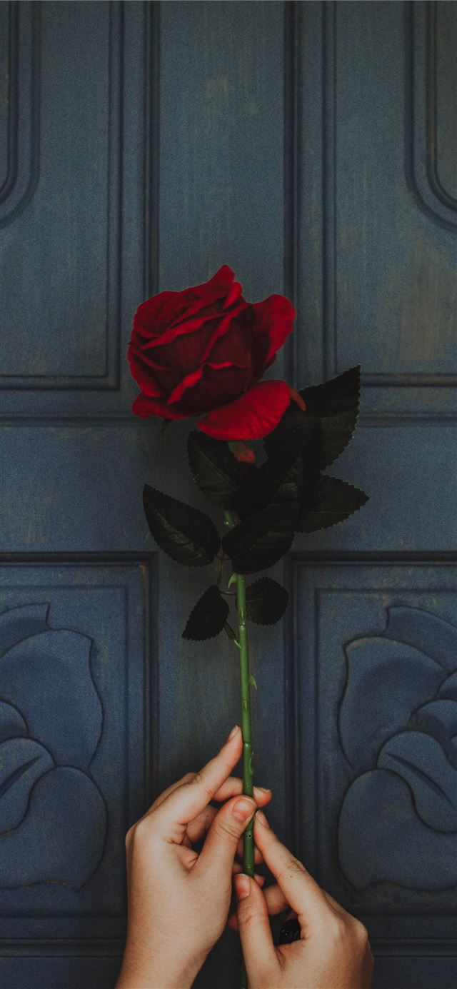 photo of person holding red rose flower iPhone 11 wallpaper 