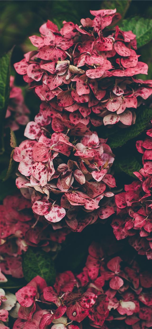 pink hydrangea flowers in close up photography iPhone 8 wallpaper 