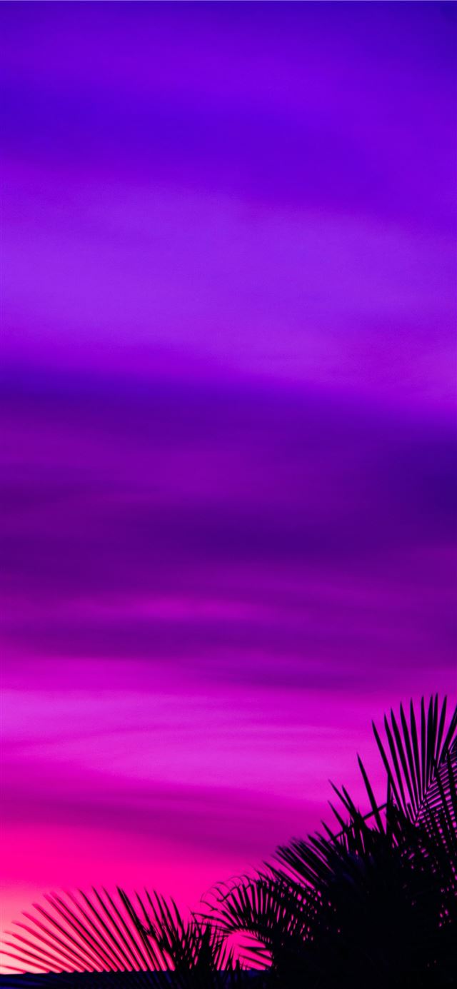 tree and pink sky painting iPhone 11 wallpaper 
