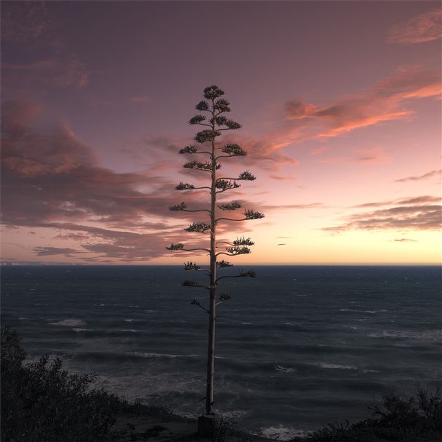 tree ocean seascape sky 5k iPad Air wallpaper 