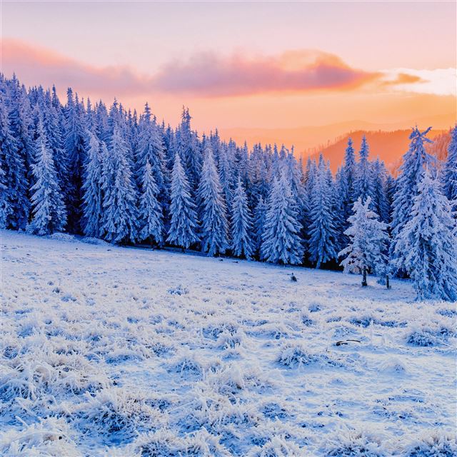 winter mist sunlight clod hills forest 5k iPad Pro wallpaper 