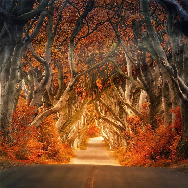 the dark hedges armoy ireland road avenue forest 5... iPad Pro wallpaper 